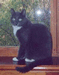Мой кот, 1998 // My cat, 1998